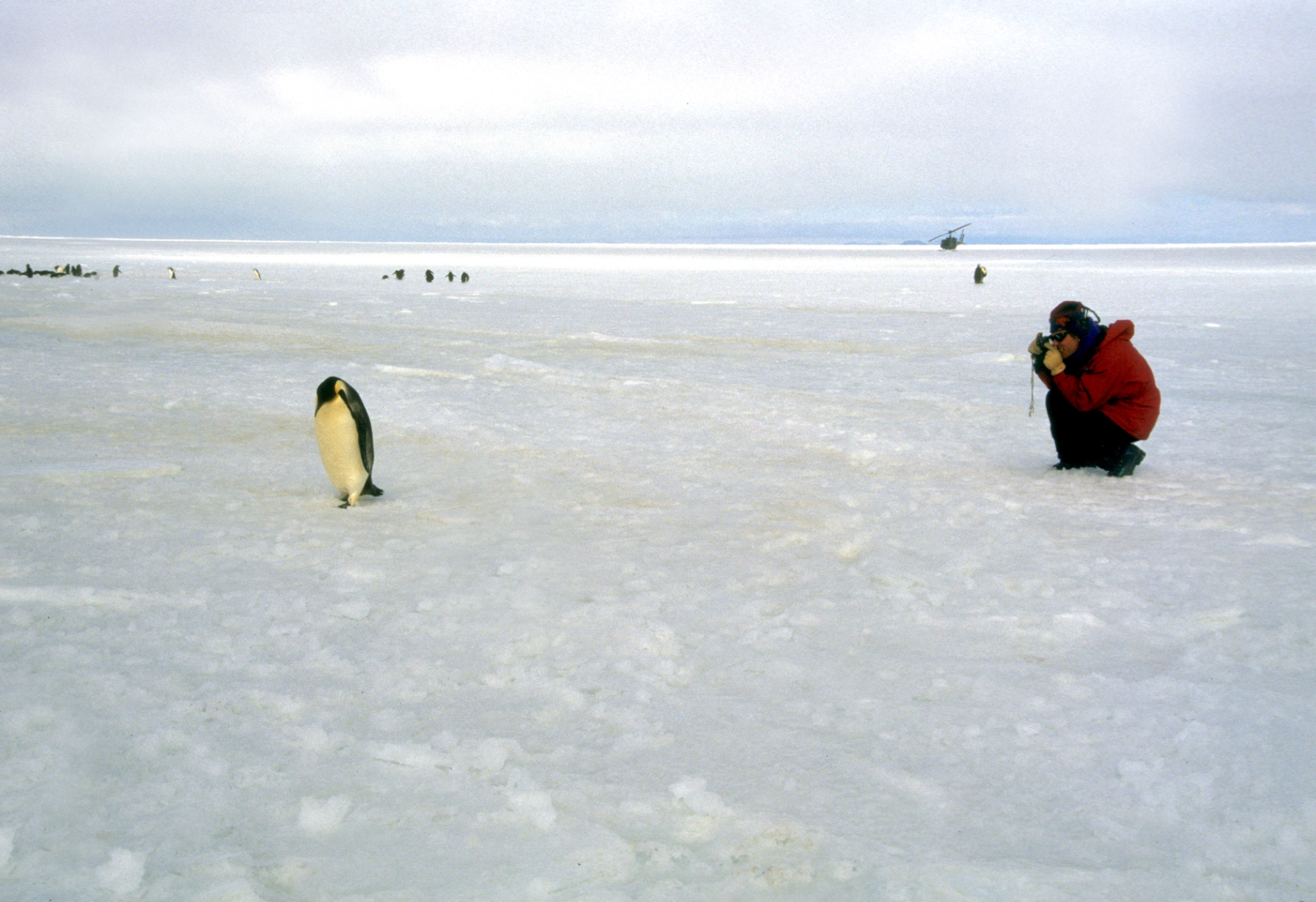Emporer penguin and photographer